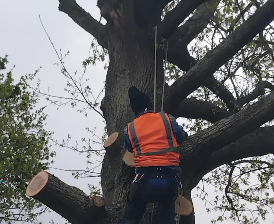 Tree & Stump Services